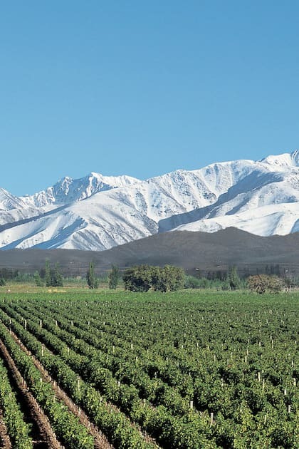 Mendoza