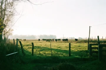 Ganadería en crecimiento: una oportunidad para propietarios de campos