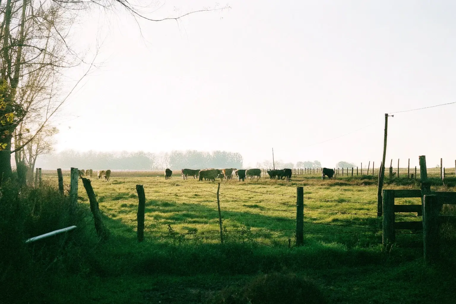 Ganadería en crecimiento: una oportunidad para propietarios de campos
