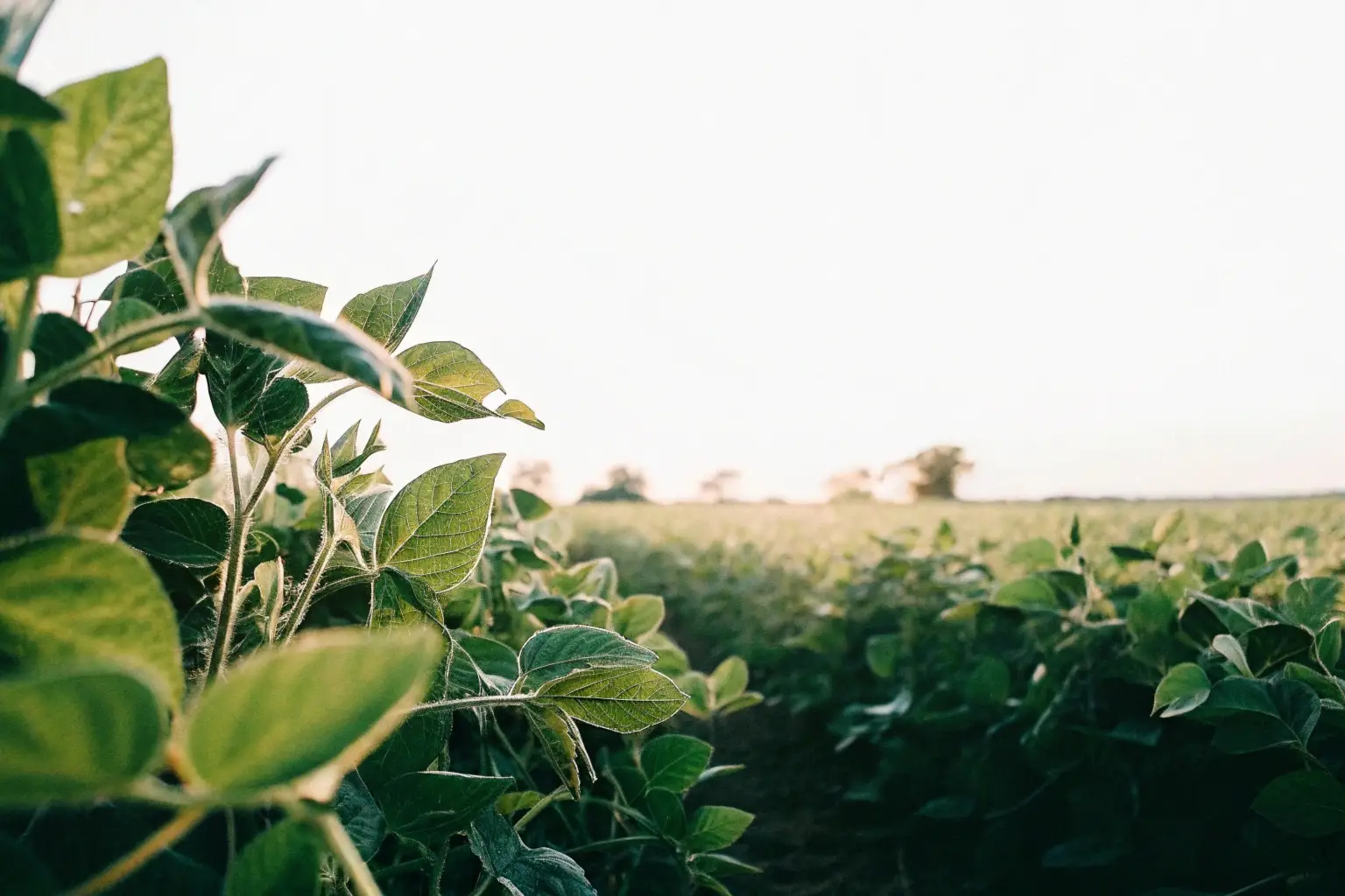 Suba de la soja: una señal clave para el mercado de campos agrícolas