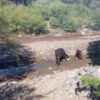 Campo Barrancas Coloradas 14.385 ha – Valle Fértil – USD 180/ha
